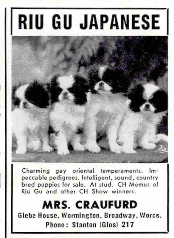 Mrs Craufurd advertisement for Riu Gu puppies. Country Life. February 11, 1965, p29