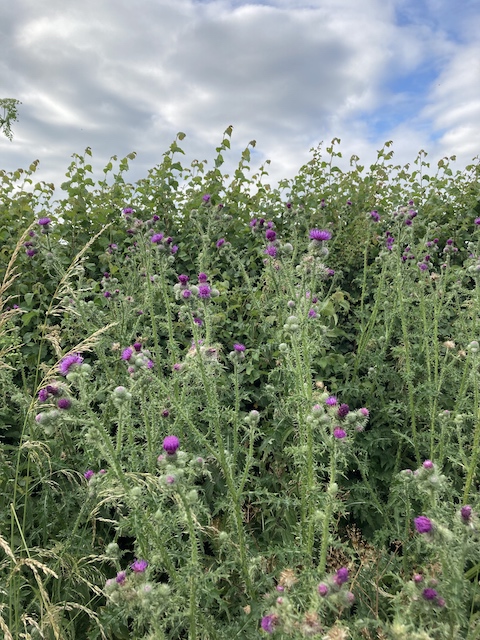 June 29, 2024 Welted Thistle (Asteraceae)