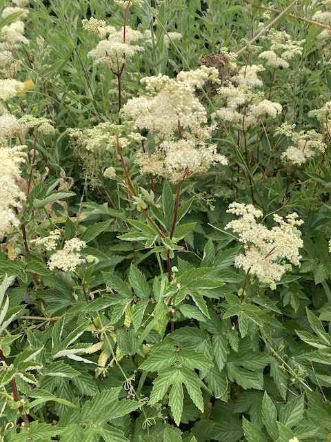 June 30, 2024 Meadowsweet (Rosaceae)