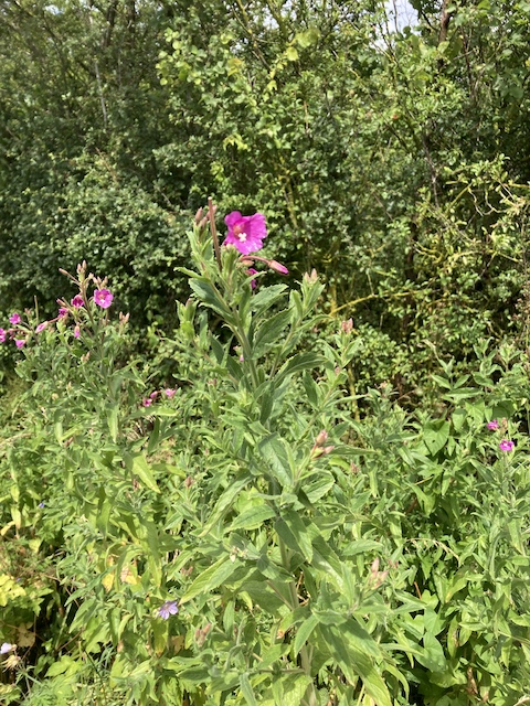 July 6, 2024  Great Harry Willow Herb (Onagraceae)