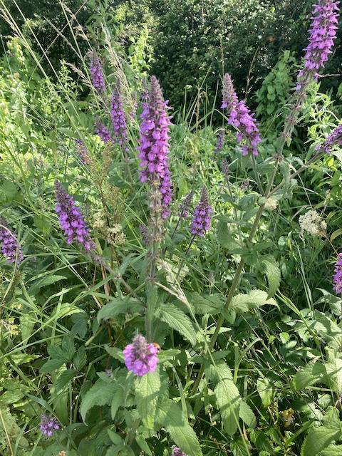 July 7, 2024 Marsh Woundwort (Lamiaceae)