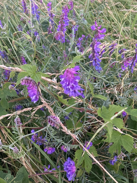 July 7, 2024 Tufted Vetch (Fabaceae)