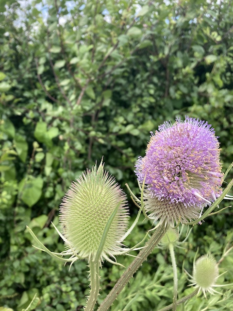 July 10, 2024 Common Teasel (Caprifoliaceae)